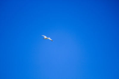Low angle view of seagulls flying in sky