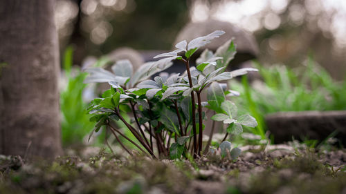 Close-up of flowering plant on field