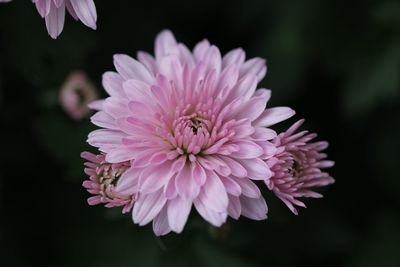 Close-up of pink dahlia flower