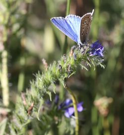 Close-up of butterfly pollinating on purple flower