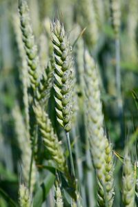 Close-up of green wheat field