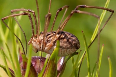 Close-up of insect on flower