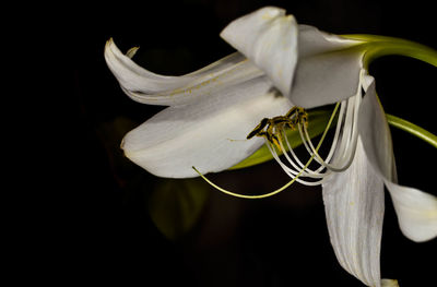 Close-up of white lily flowers against black background