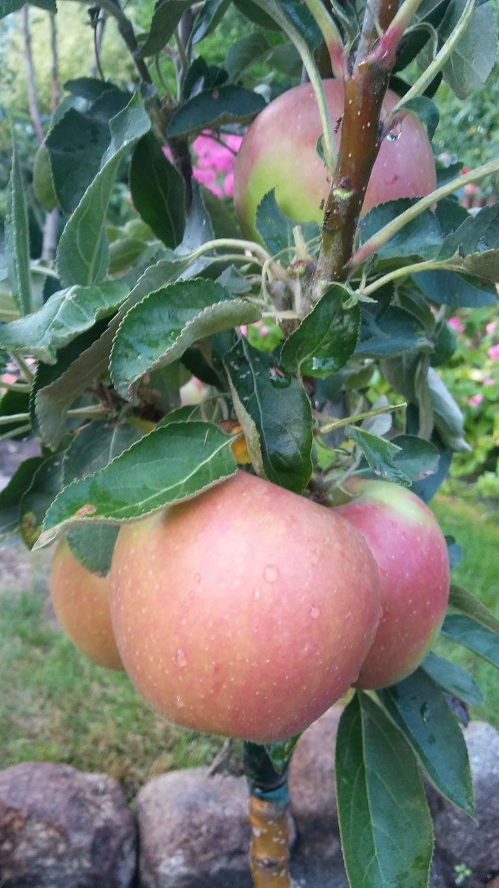 CLOSE-UP OF APPLE GROWING ON TREE