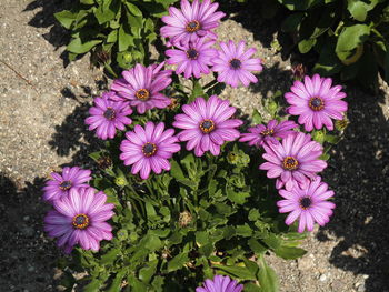 High angle view of purple flowers blooming outdoors