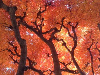 Full frame shot of autumnal leaves