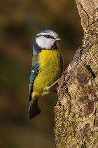 Close-up of bird perching on tree trunk