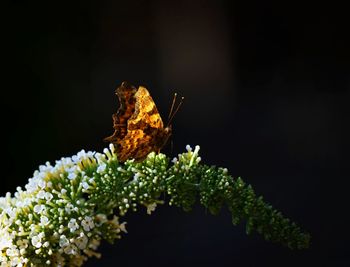 Close-up of butterfly on flower