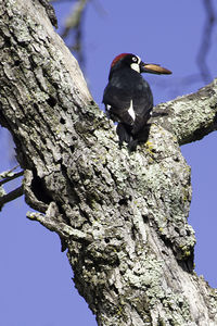 Low angle view of bird perching on tree trunk against clear sky