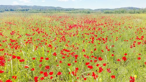 Red poppy flowers growing in field