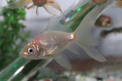 Close-up of fish swimming in aquarium