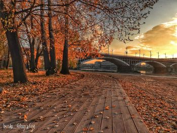 Trees by footpath during autumn