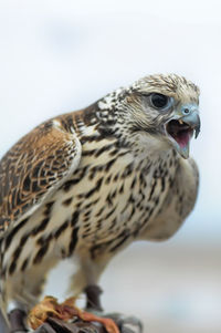 Close-up of a bird