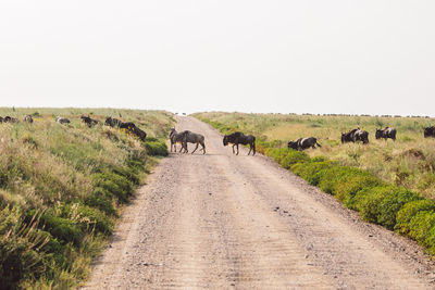 Horses grazing on field against clear sky