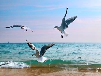 Seagulls flying over sea