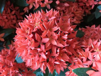 Close-up of pink flowering plants