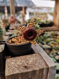 Close-up of flower growing outdoors