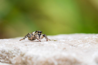 Close-up of spider on rock