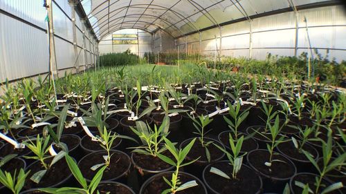 Plants growing in greenhouse