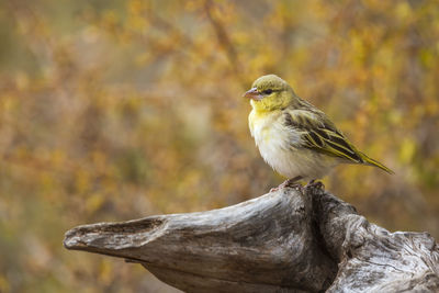 Close-up of bird perching on branch against blurred background