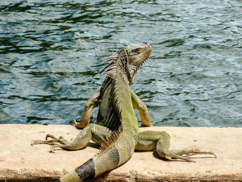 Iguana by lake