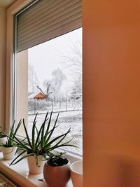 Potted plant on table against window of building