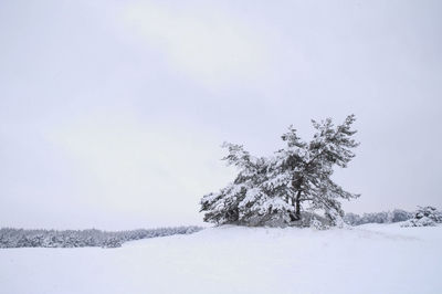 Trees on snow covered field against sky