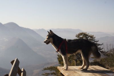 Dog standing on snow covered mountain against sky