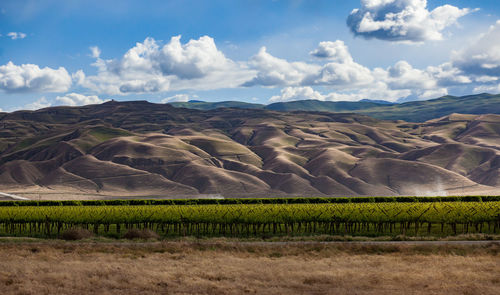 Scenic view of agricultural field against sky