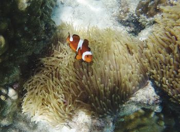 Fish underwater