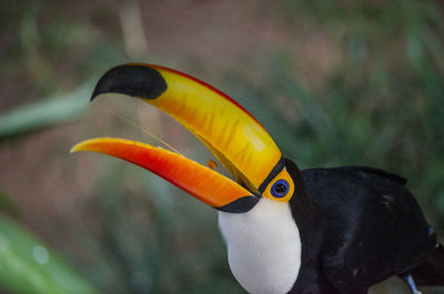 Close-up of a bird