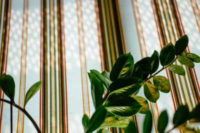 Low angle view of plants against window