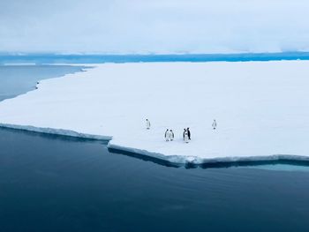 Penguins on frozen sea