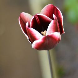 Close-up of flower against blurred background