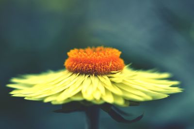 Close-up of yellow flower blooming outdoors