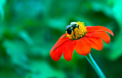 Close-up of bee on flower