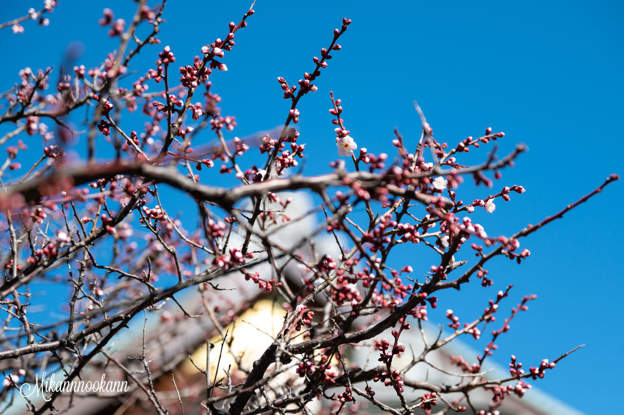 low angle view, tree, branch, sky, flower, plant, beauty in nature, flowering plant, growth, clear sky, blue, nature, no people, day, fragility, springtime, vulnerability, sunlight, selective focus, blossom, pink color, outdoors, cherry blossom, plum blossom, cherry tree, spring