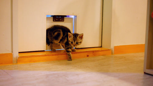 Kitten entering from pet door in house