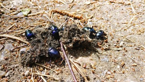 High angle view of insect on land