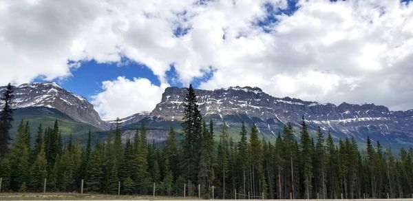 Panoramic view of pine trees on snowcapped mountains against sky