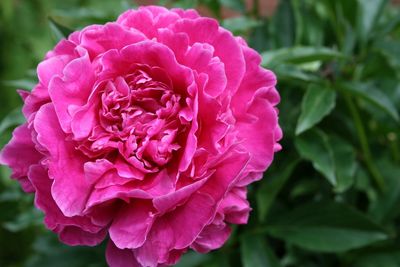 Close-up of pink flower blooming outdoors