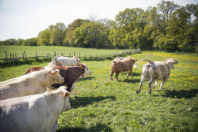 Herd of cows running on meadow