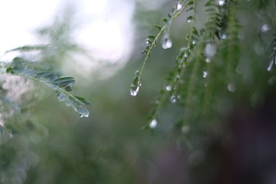 Close-up of water drops on frozen plant