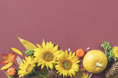 Close-up of yellow flowers against red background