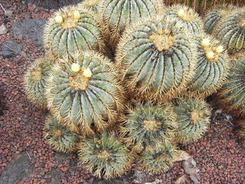 High angle view of cactus plant