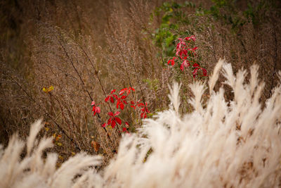 Close-up of flowering plants on field