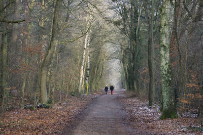 Rear view of people walking on road amidst trees in forest