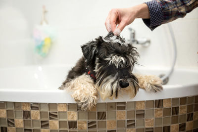 The schnauzer dog is standing in the bathroom with foam on his head