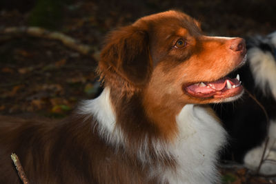 Close-up of dog looking away