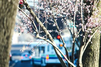 Close-up of flowers against blurred background